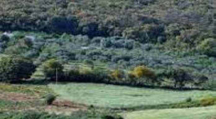 Le Code forestier tunisien, un « verrou juridique » pour les financements