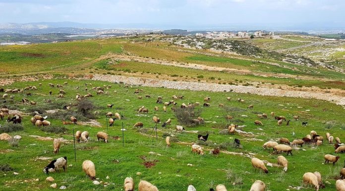 La Tunisie bat le rappel des pastoralistes