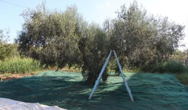 Monastir : Agriculteurs et habitants à Touza et Jemmal contestent le projet de déversoir de margines à El Mechref