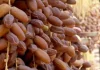 Les dattes tunisiennes, encore meilleures avec le projet BIOREST