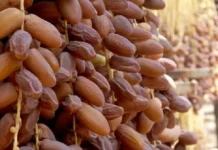 Le Maroc reste le 1er importateur de dattes tunisiennes