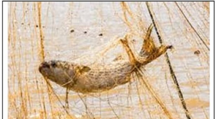 La Tunisie importe pour 19 MUSD en poisson d’eau douce