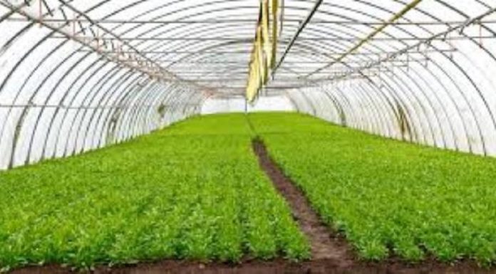 Kébili : Suivi du projet de développement des cultures géothermiques