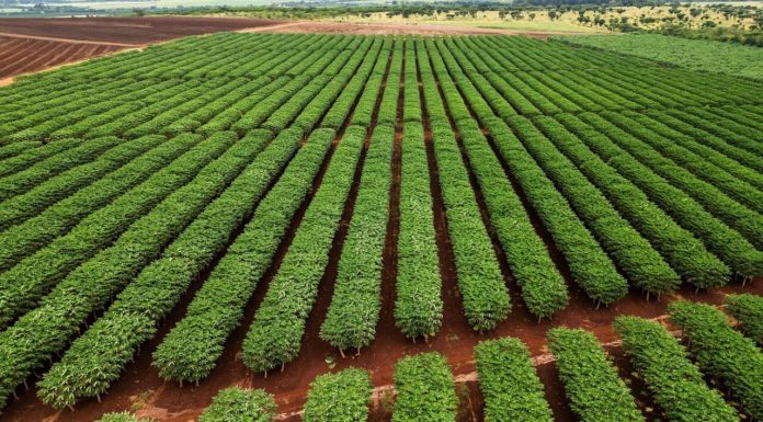 Le nouveau plan quinquennal chinois fait la part belle à l’agriculture africaine