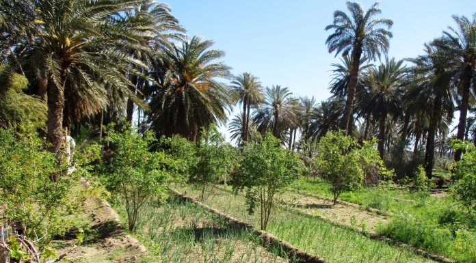 Tozeur adapte les oasis traditionnelles aux changements climatiques