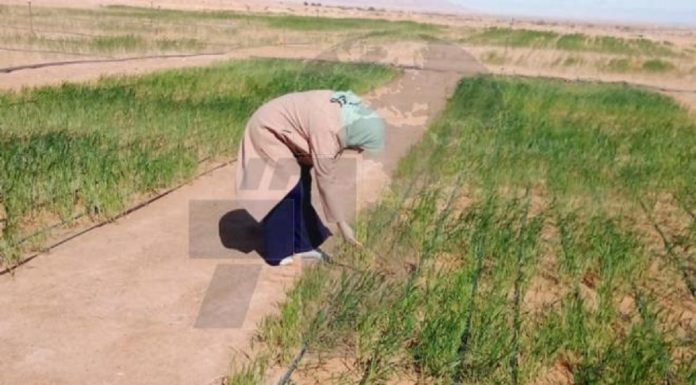 Les cultures céréalières irriguées progressent à Tataouine