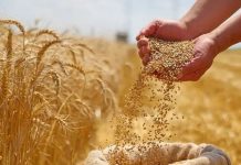 Blé tendre: le Maroc rétablit temporairement les droits d’importation