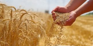 9,1 millions de quintaux collectés au 7 juillet 2026