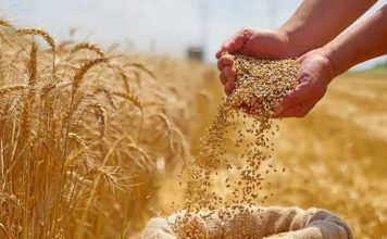 Blé tendre: le Maroc rétablit temporairement les droits d’importation