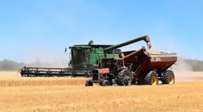 Les prix mondiaux des céréales pourraient baisser