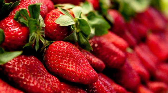 Les fraises en Tunisie, saines et propre à la consommation