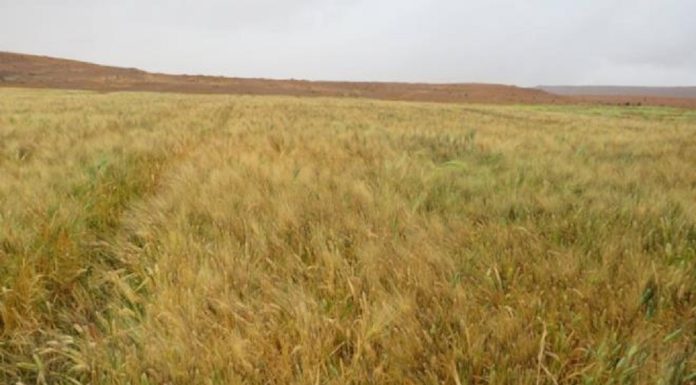 Du blé dans le désert : Des essaies à Dhiba et Remada