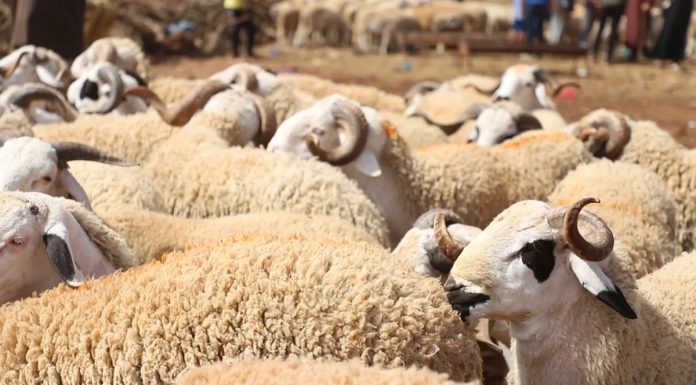 Kairouan : Baisse de l’offre sur le marché des moutons de sacrifice