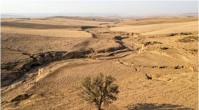 Les très mauvaises prévisions, de la BAD à la Tunisie, pour la sécheresse