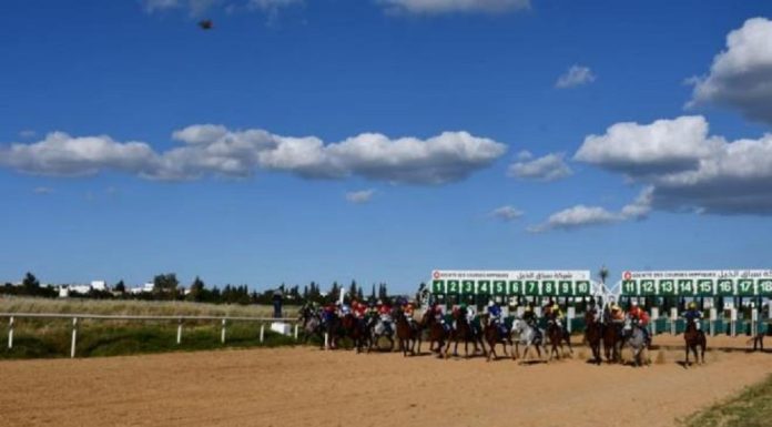 Hippisme : Le poulain « Ray » remporte le Grand prix des pur-sang arabes à Ksar Saïd