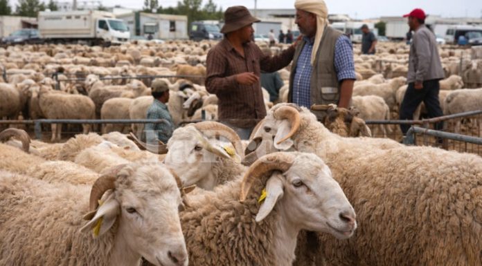 L’Aïd, entre flambée des prix des moutons et cherté de la vie