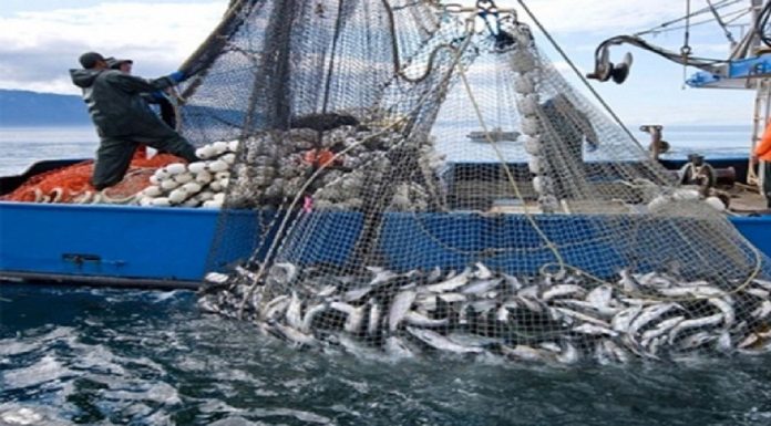 Projet NEMO HOUT pour la pêche à Nabeul, Sfax et Médenine