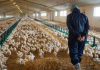 Maroc : Les éleveurs de poulet exigent une enquête sur la crise des prix