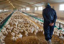 Maroc : Les éleveurs de poulet exigent une enquête sur la crise des prix