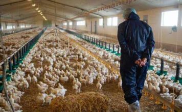 Maroc : Les éleveurs de poulet exigent une enquête sur la crise des prix