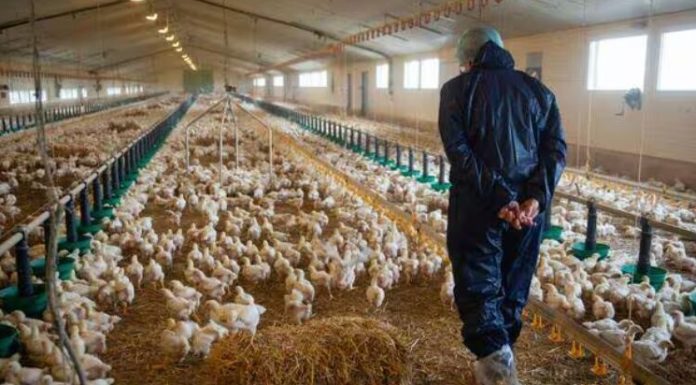 Maroc : Les éleveurs de poulet exigent une enquête sur la crise des prix