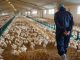 Maroc : Les éleveurs de poulet exigent une enquête sur la crise des prix