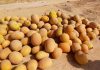 Sidi Bouzid : Diversification des cultures de primeurs dans la région