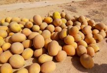 Sidi Bouzid : Diversification des cultures de primeurs dans la région