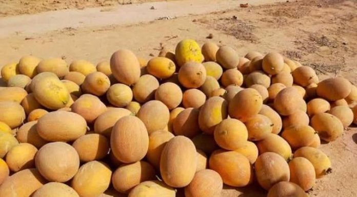 Sidi Bouzid : Diversification des cultures de primeurs