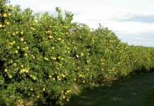 Nabeul : La filière agrumicole confrontée aux défaillances des réseaux d’irrigation