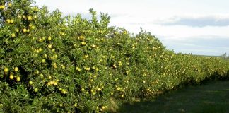 La filière agrumicole à Nabeul face aux réseaux d’irrigation