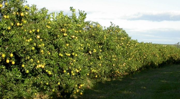 La filière agrumicole à Nabeul face aux réseaux d’irrigation