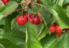 Siliana: La production de cerises estimée à 8250 tonnes