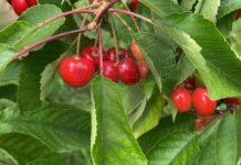 Siliana: La production de cerises estimée à 8250 tonnes
