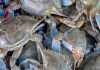 Blue Step à Djerba, pour les acteurs du crabe bleu