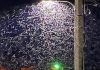 Des insectes à Bizerte : inoffensifs mais très gênants