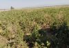 Jendouba: Démarrage de la campagne de collecte de la betterave sucrière