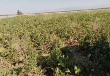 Jendouba: Démarrage de la campagne de collecte de la betterave sucrière