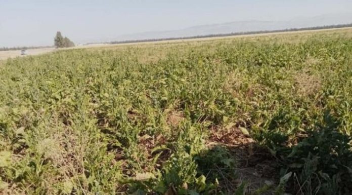 Démarrage à Jendouba de collecte de la betterave sucrière