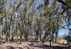 Green4Value pour la biodiversité des arboretums en Tunisie