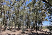 Lancement officiel du projet Green4Value de conservation et de valorisation de la biodiversité des arboretums en Tunisie