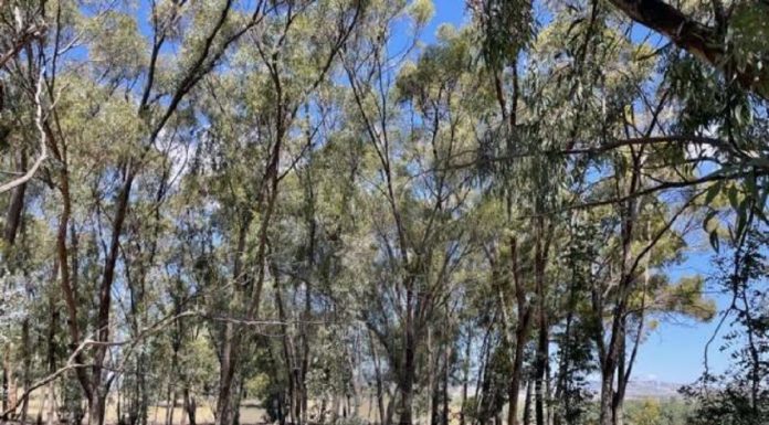 Green4Value pour la biodiversité des arboretums en Tunisie