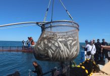 L’Algérie ambitionne de produire 20 mille tonnes de poissons en 2027