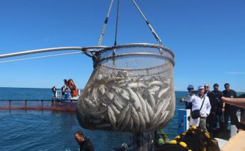 L’Algérie ambitionne de produire 20 mille tonnes de poissons en 2027
