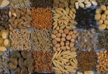 Adoption de la « Déclaration de N’Djamena » visant à sécuriser la souveraineté semencière paysanne sur le continent