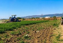 Manouba : Destruction de cultures agricoles irriguées avec des eaux non traitées à Tebourba