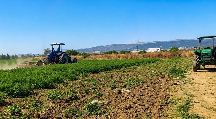 Destruction de 5 Ha de tomates irriguées en eaux non traitées