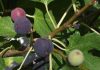 Des agriculteurs formés à la pollinisation du figuier dans le cadre du projet « BioRest »