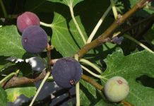 Des agriculteurs formés à la pollinisation du figuier dans le cadre du projet « BioRest »