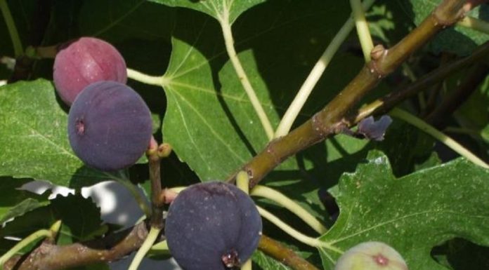 Des agriculteurs formés au projet « BioRest »